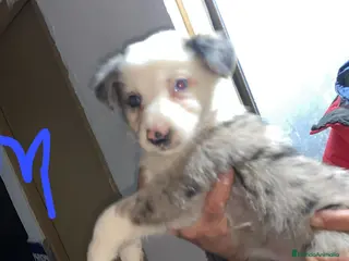 Border Collie perros Border collie - Anuncio 2