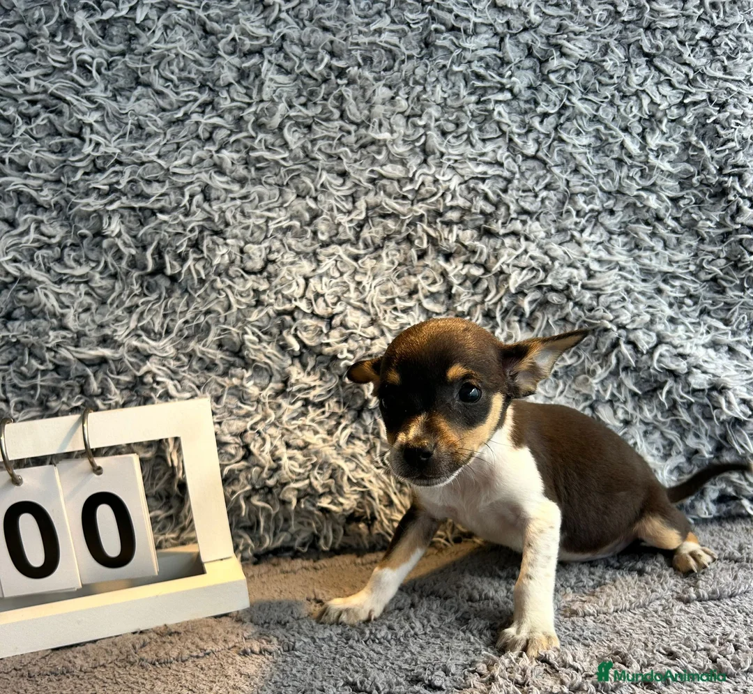 Chihuahua perros en venta: Chihuahua macho tricolor  - Anuncio 2