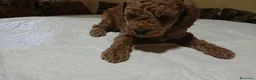 Caniche Toy perros en venta: caniche toy en Madrid - Anuncio 4