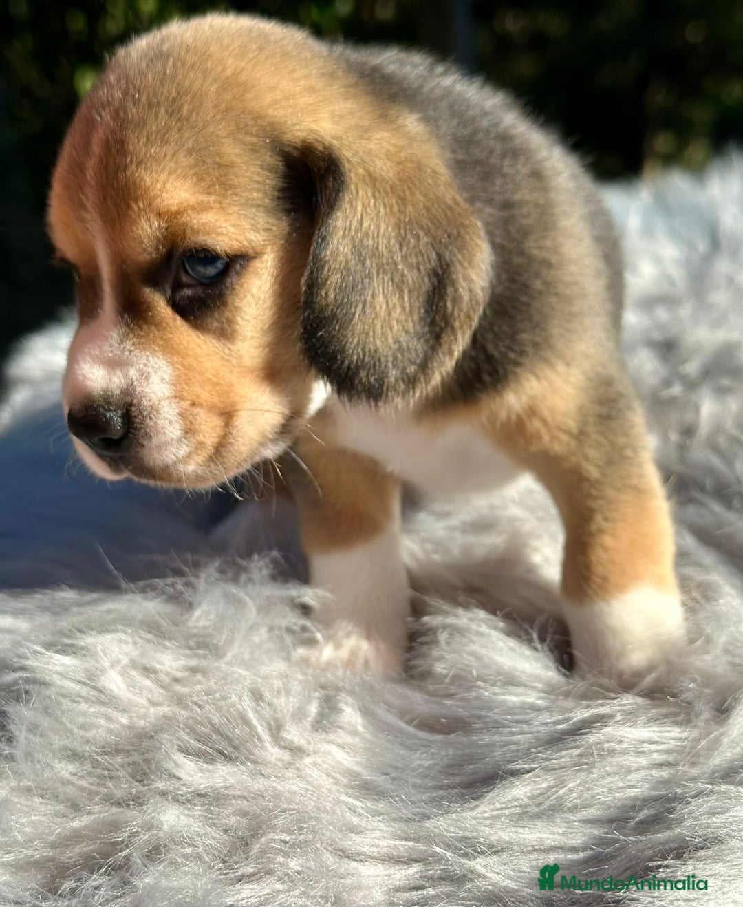Beagle perros en venta: Beagle tricolor camada - Imagen 4