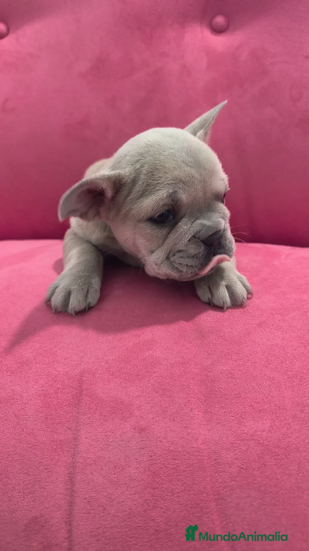 Bulldog Francés perros en venta: Bulldog Francés hembra  - Anuncio 7