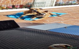 American Pit Bull Terrier perros en venta: American pitbull - Imagen 7