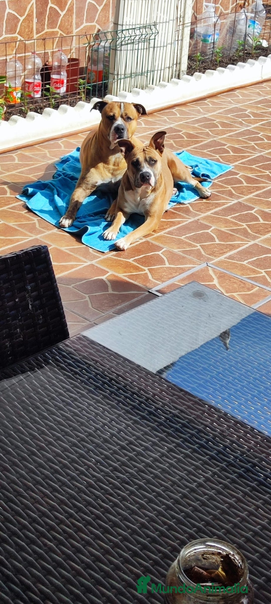 American Pit Bull Terrier perros en venta: American pitbull - Imagen 7