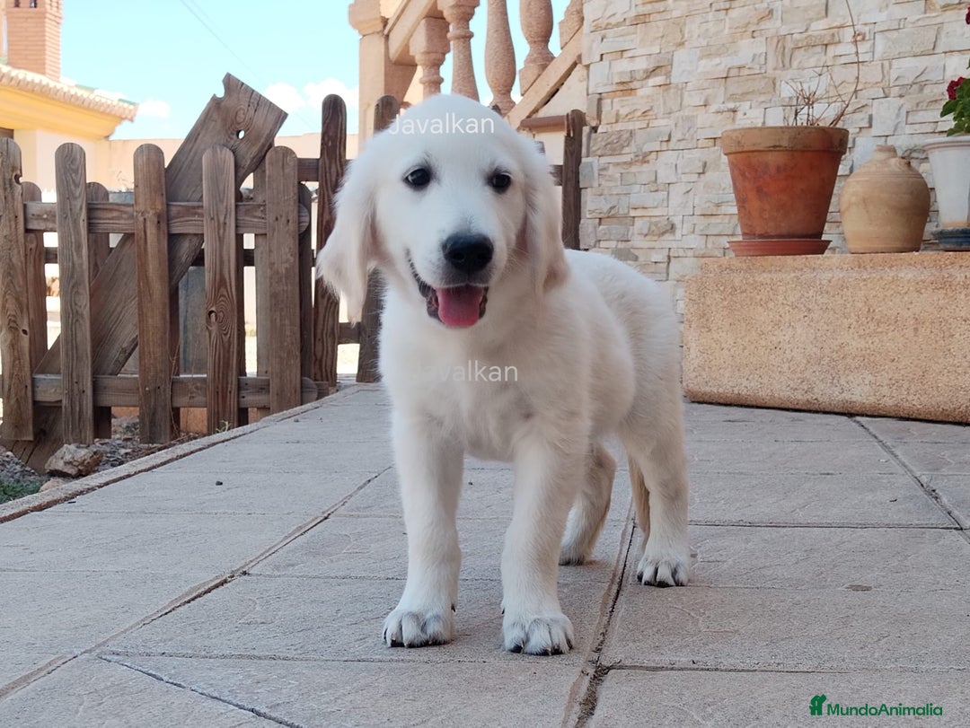Golden Retriever perros en venta: Golden Retriever  - Imagen 6