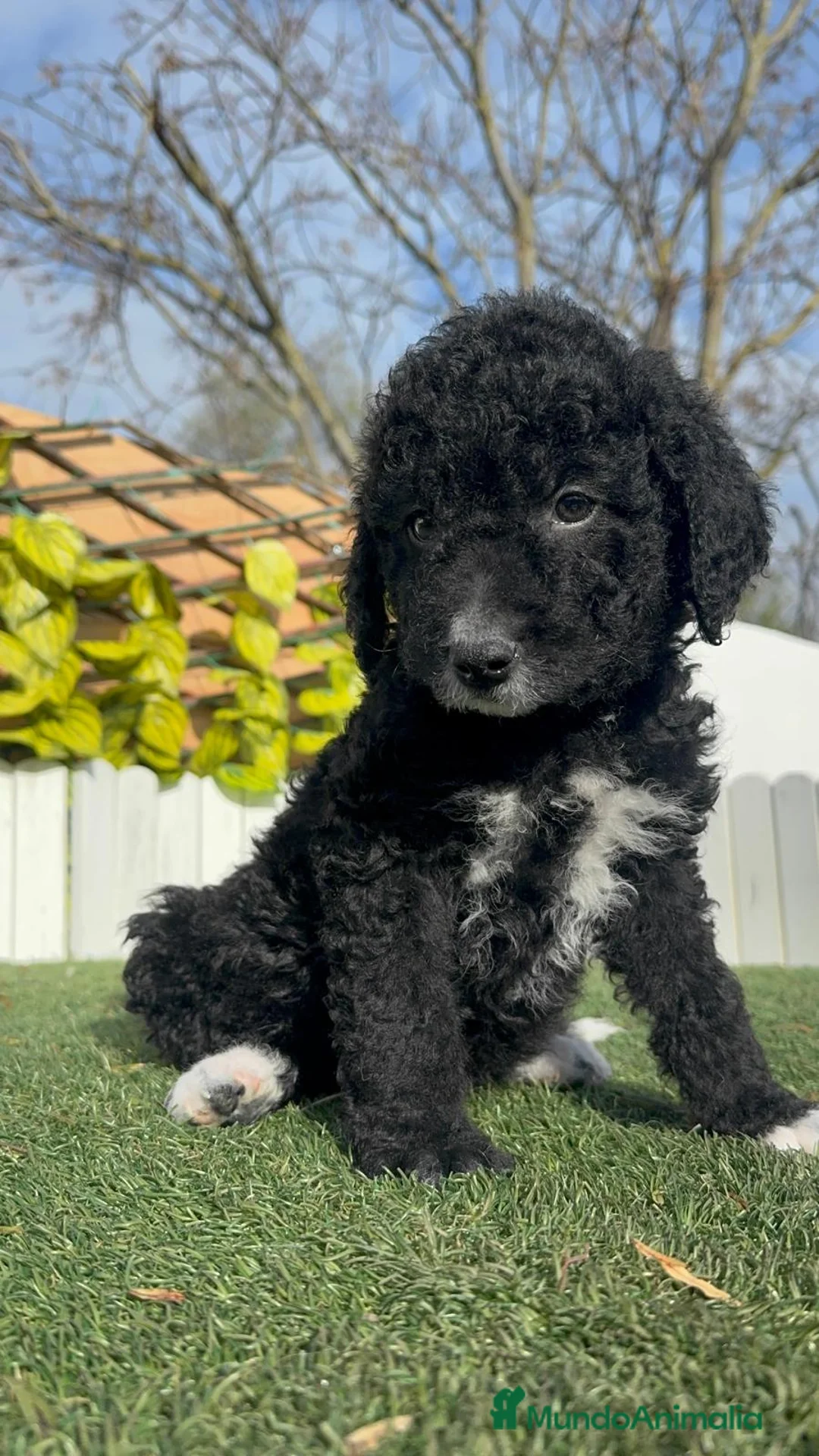 Perro de Agua Español perros en venta: PERRO DE AGUA ESPAÑOL-LISTO PARA ENTREGAR - Anuncio 13