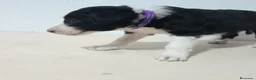 Border Collie perros en venta: BORDE COLLIE - Anuncio 22