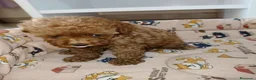 Caniche Toy perros en venta: Caniche Toy - Anuncio 6