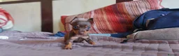 Pinscher Miniatura perros en venta: Pinscher miniatura ENTREGA A TODA ESPAÑA  en Ciudad Real - Anuncio 8