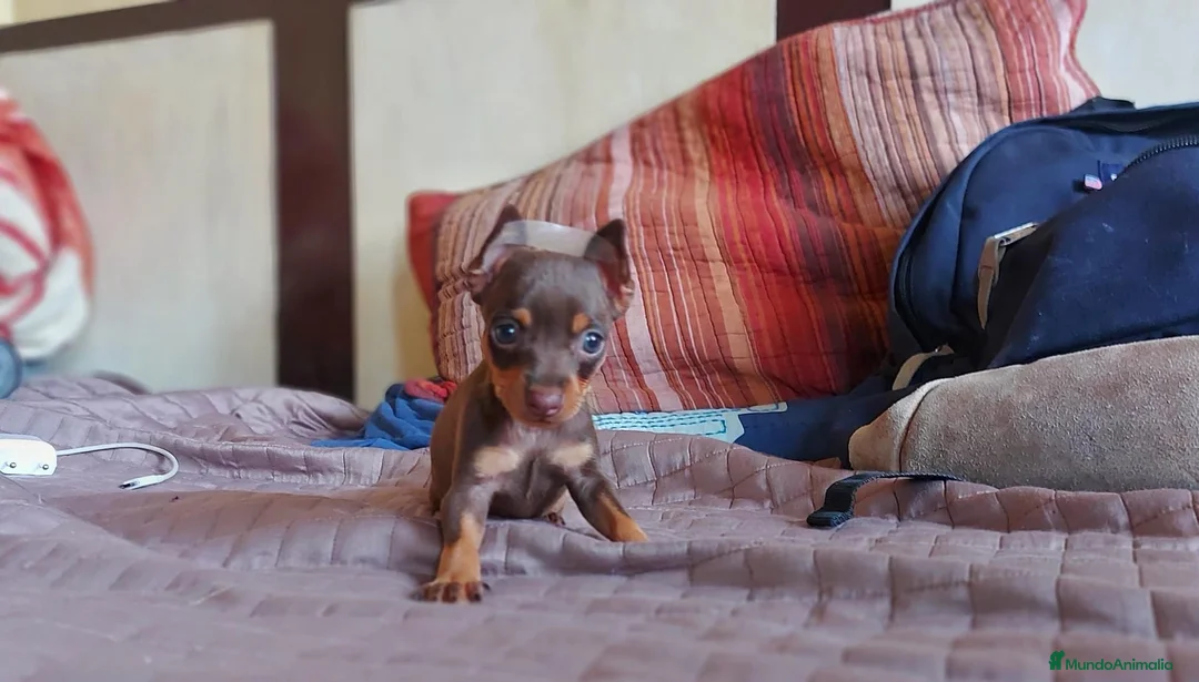 Pinscher Miniatura perros en venta: Pinscher miniatura ENTREGA A TODA ESPAÑA  en Ciudad Real - Anuncio 8