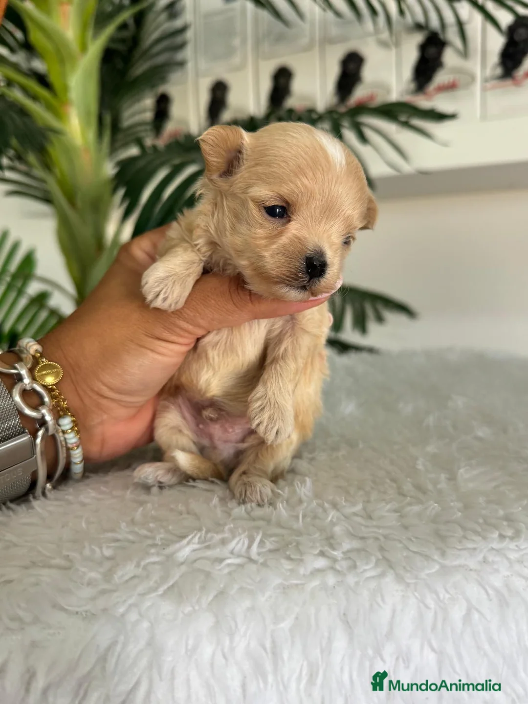 Maltipoo perros en venta: MALTIPOO LÍNEA COREANA – DULZURA EN TAMAÑO PEQUEÑO - Anuncio 14