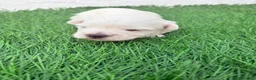 West Highland White Terrier perros en venta: West Highland White Terrier en Madrid - Anuncio 13