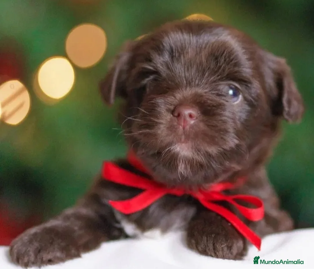 Yorkiepoo perros en venta: Cachorrito macho Yorkiepoo chocolate  - Anuncio 1