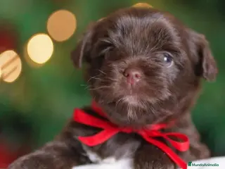 Yorkiepoo perros Cachorrito macho Yorkiepoo chocolate - Anuncio 1