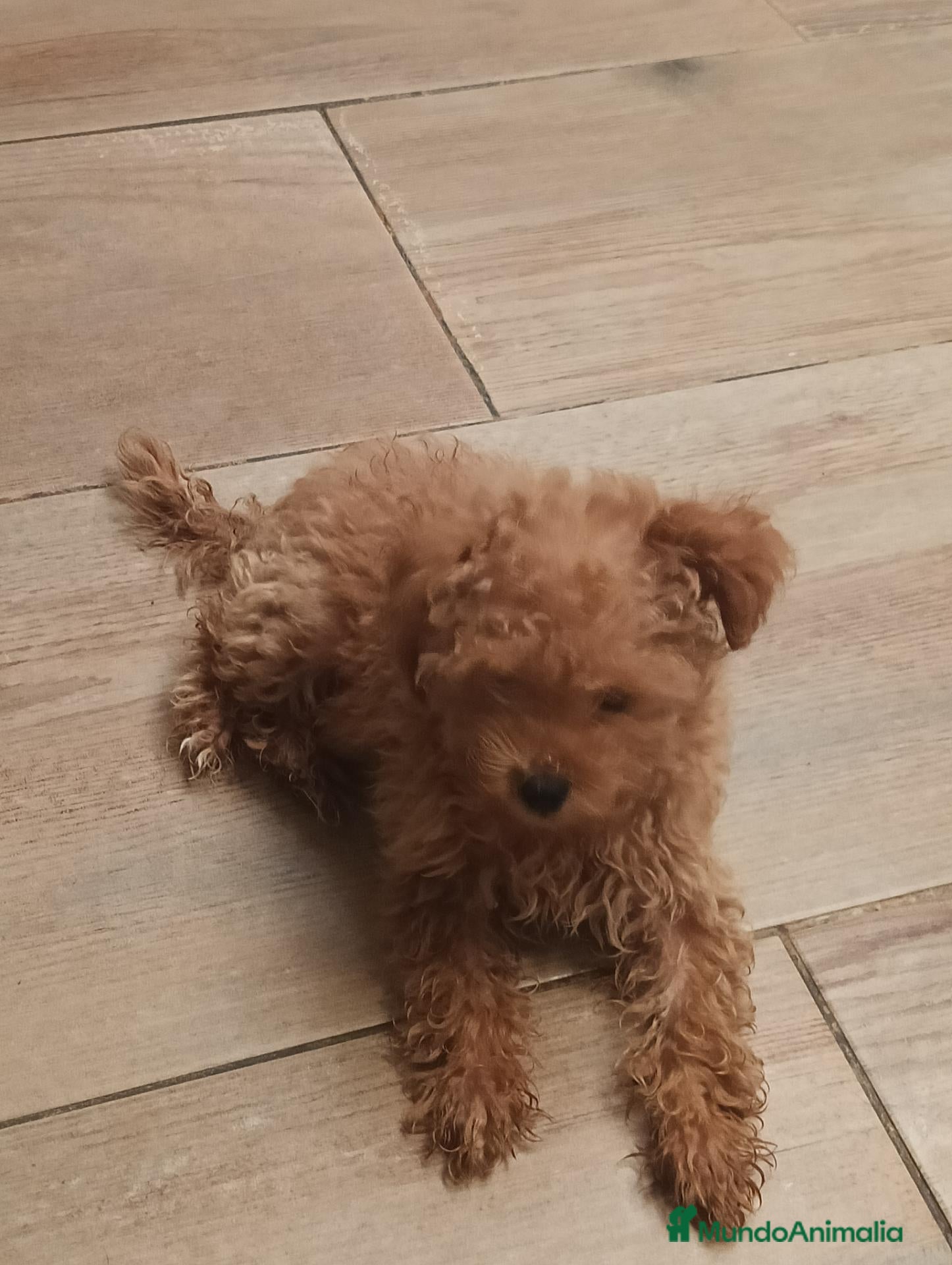 Caniche Toy perros Caniche toy - Anuncio 1
