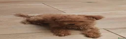 Caniche Toy perros en venta: Caniche toy - Anuncio 1