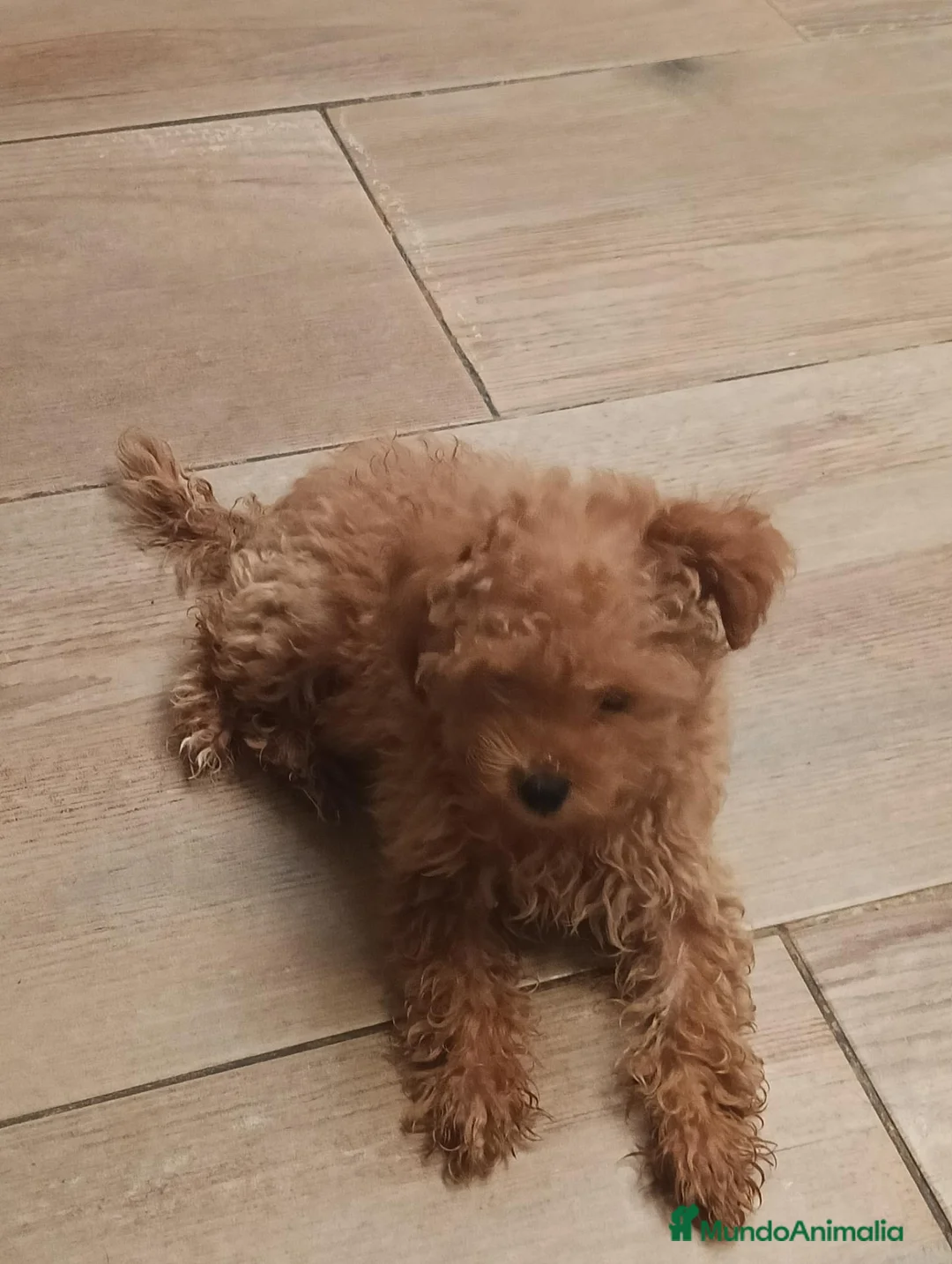 Caniche Toy perros en venta: Caniche toy - Anuncio 1