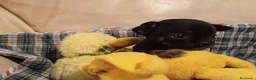 Chihuahua perros en venta: Chihuahuas micro toy máxima calidad - Anuncio 17
