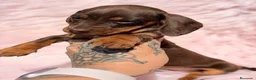Teckel Miniatura perros en venta: Teckel mini chocolate hembra  - Anuncio 2