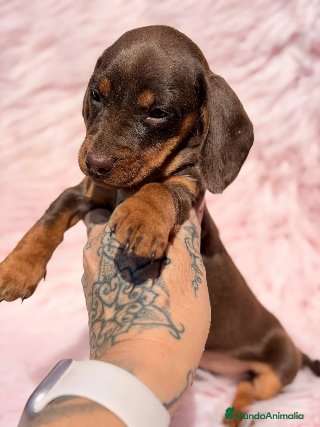 Teckel Miniatura perros en venta: Teckel mini chocolate hembra  - Anuncio 2