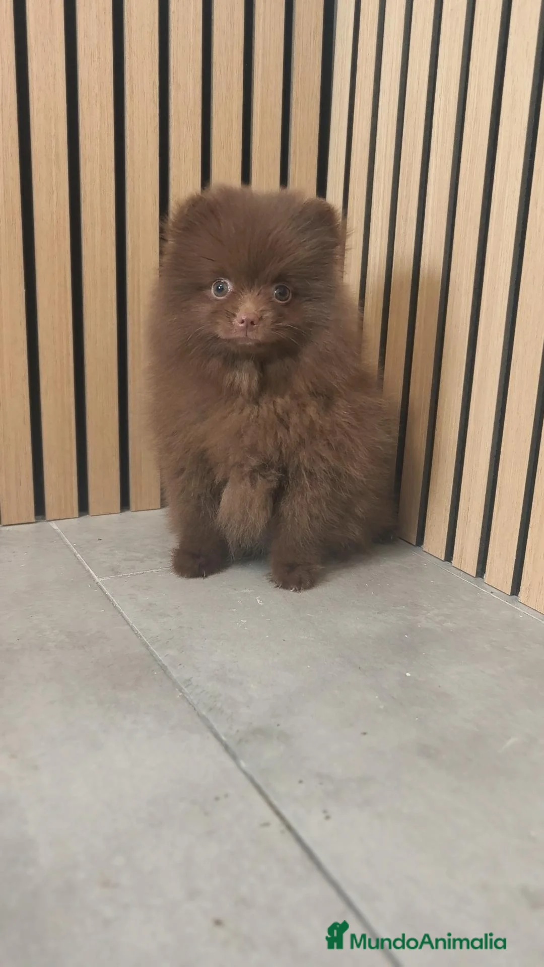 Pomerania perros en venta: Pomerania chocolate hembra  - Anuncio 10