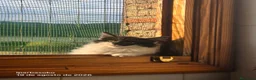 Bosque de Noruega gatos en venta: Bosques de Noruega  - Anuncio 31