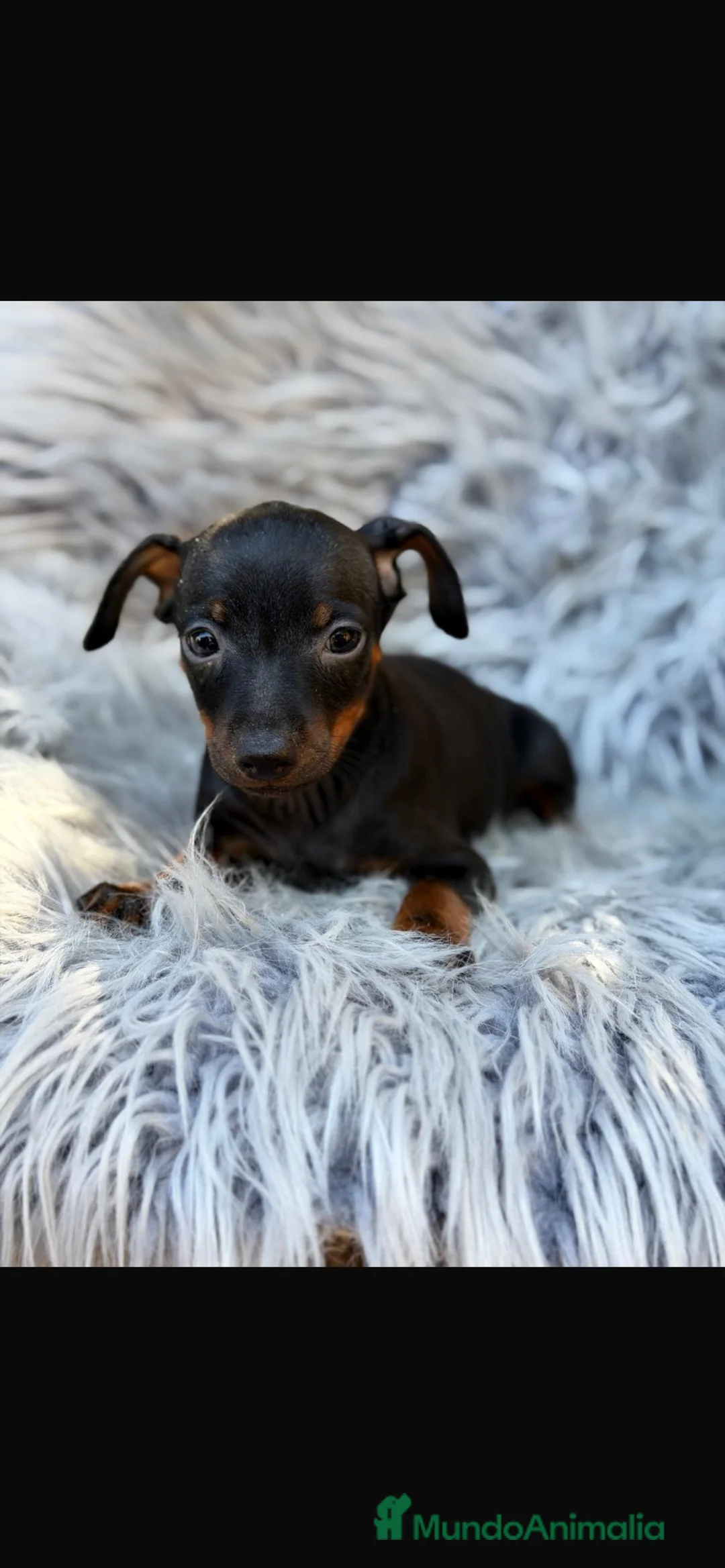 Pinscher Miniatura perros en venta: Precioso mini pinscher  - Anuncio 1
