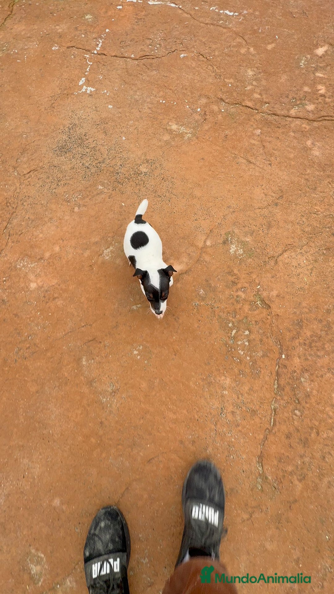 Jack Russell Terrier perros en venta: Jack Russell terrier  - Anuncio 7