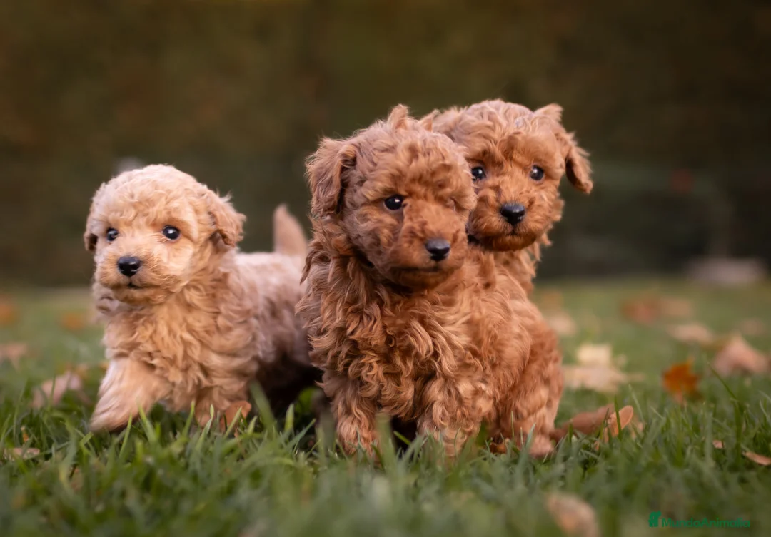 Caniche Toy perros en venta: Caniche Apricot  - Anuncio 8