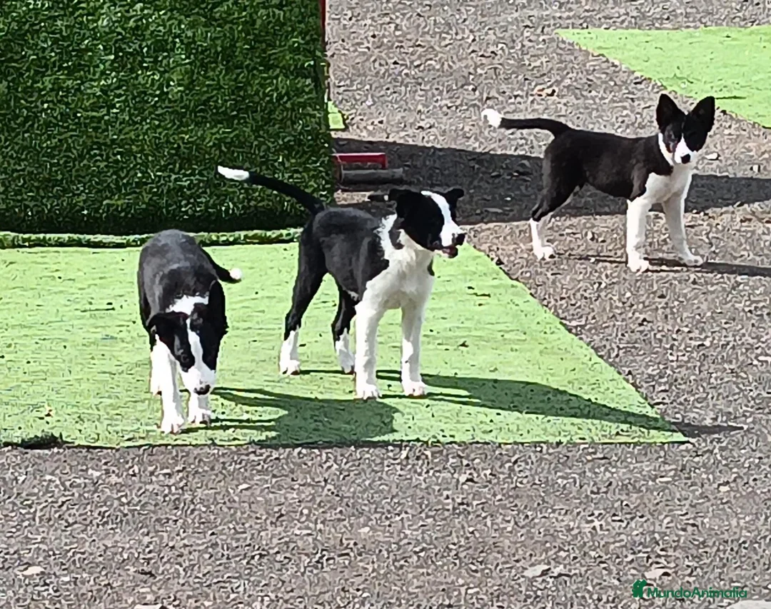 Border Collie perros en venta: Border Collie - Anuncio 8