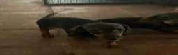 Teckel Miniatura perros en venta: Teckel kaninchen  - Anuncio 2