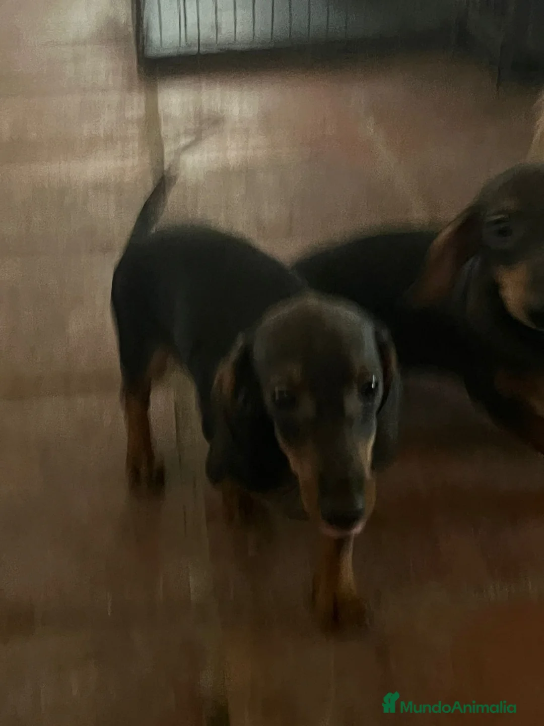 Teckel Miniatura perros en venta: Teckel kaninchen  - Anuncio 2