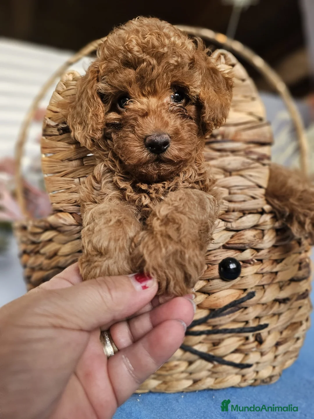 Caniche Toy perros en venta: CAMADA DE CANICHE TOY  en Málaga - Anuncio 2
