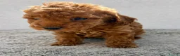Caniche Toy perros en venta: Caniche Toy Macho  en Alicante - Anuncio 3