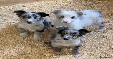 Border Collie perros en Salamanca - Anuncio 1
