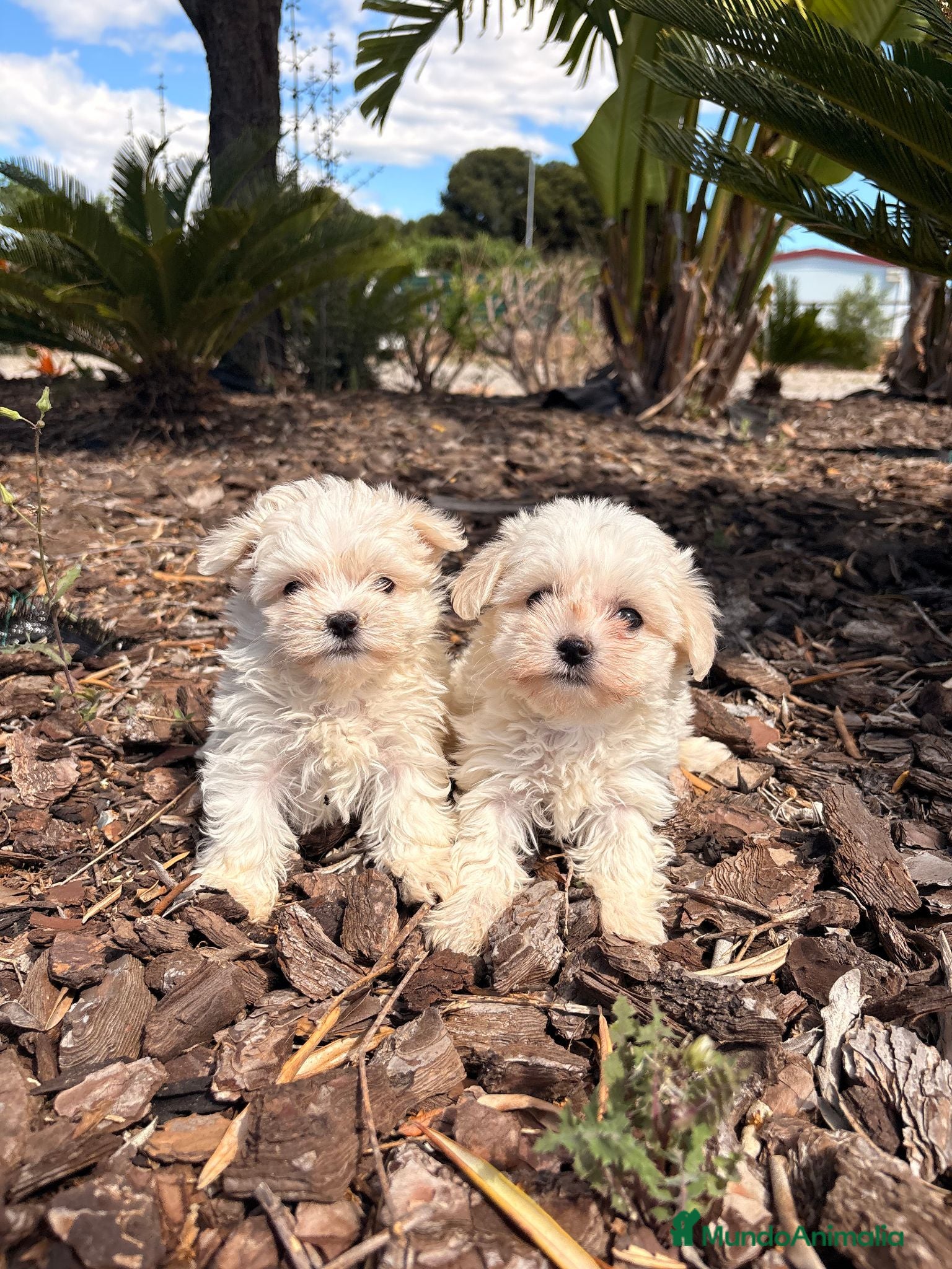 Bichón Maltés perros BICHON MALTES  - Anuncio 1