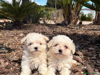 Bichón Maltés perros BICHON MALTES - Anuncio 1