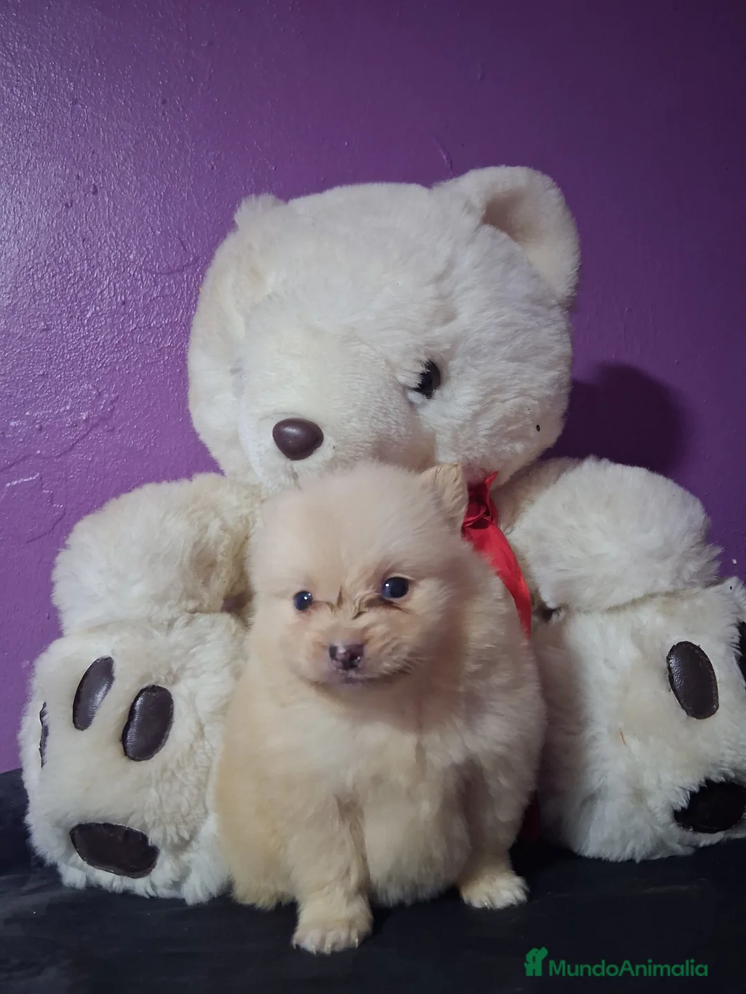Pomerania perros en venta: Pomeranea 603574813 - Anuncio 1