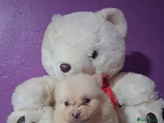Pomerania perros Pomeranea 603574813 - Anuncio 1