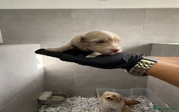 Maltipoo perros en venta: CACHORROS DE MALTIPOO - Imagen 8