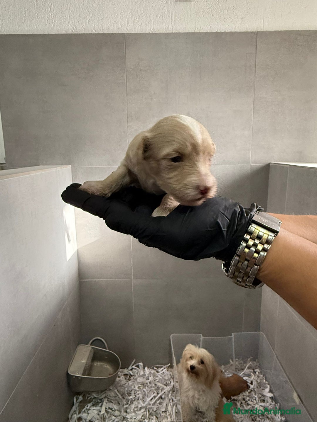Maltipoo perros en venta: CACHORROS DE MALTIPOO - Imagen 8