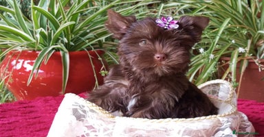 Yorkshire Terrier perros - Anuncio 6