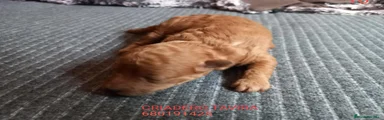 Caniche Toy 3