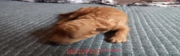 Caniche Toy perros en venta: Caniches Toy rojos - Anuncio 15