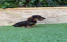 Teckel perros en venta: Teckel pelo duro  - Imagen 3