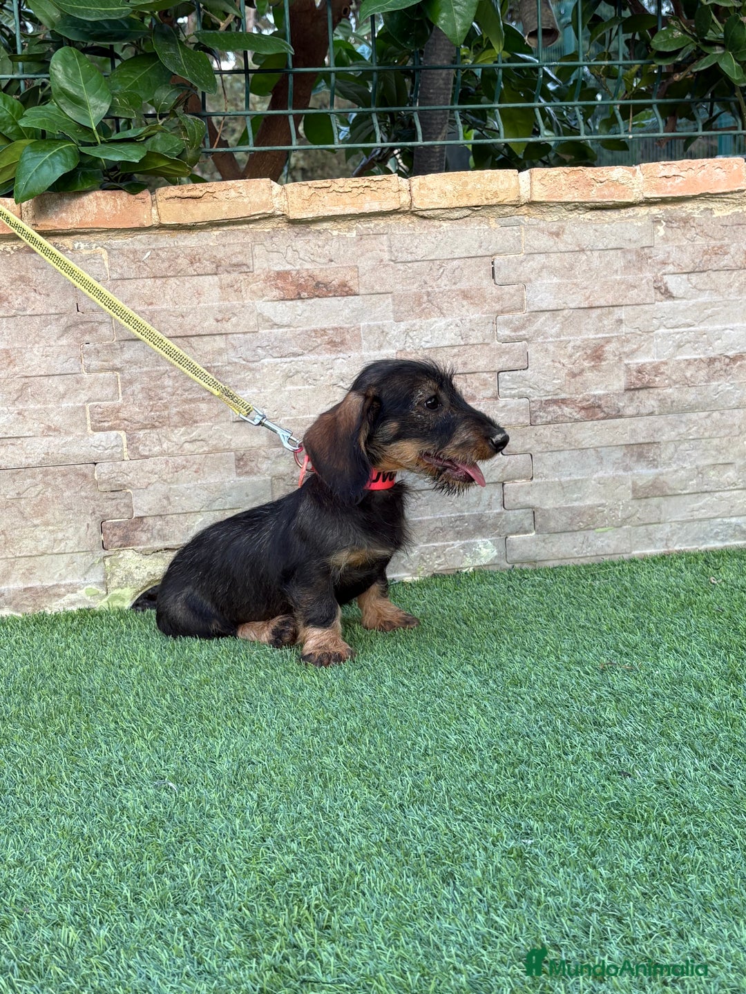 Teckel perros en venta: Teckel pelo duro  - Imagen 3
