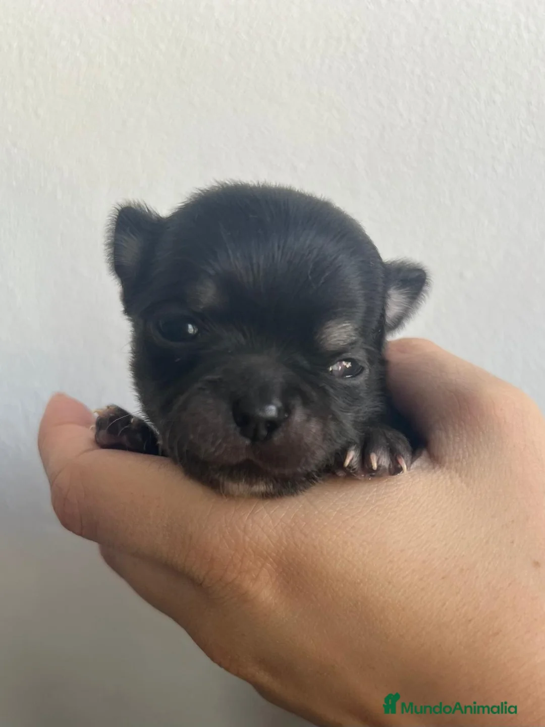 Chihuahua perros en venta: Chihuahua macho y hembra minitóy. - Anuncio 3