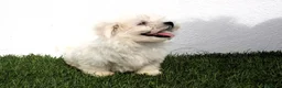 Bichón Maltés perros en venta: Bichon Maltes  - Anuncio 11
