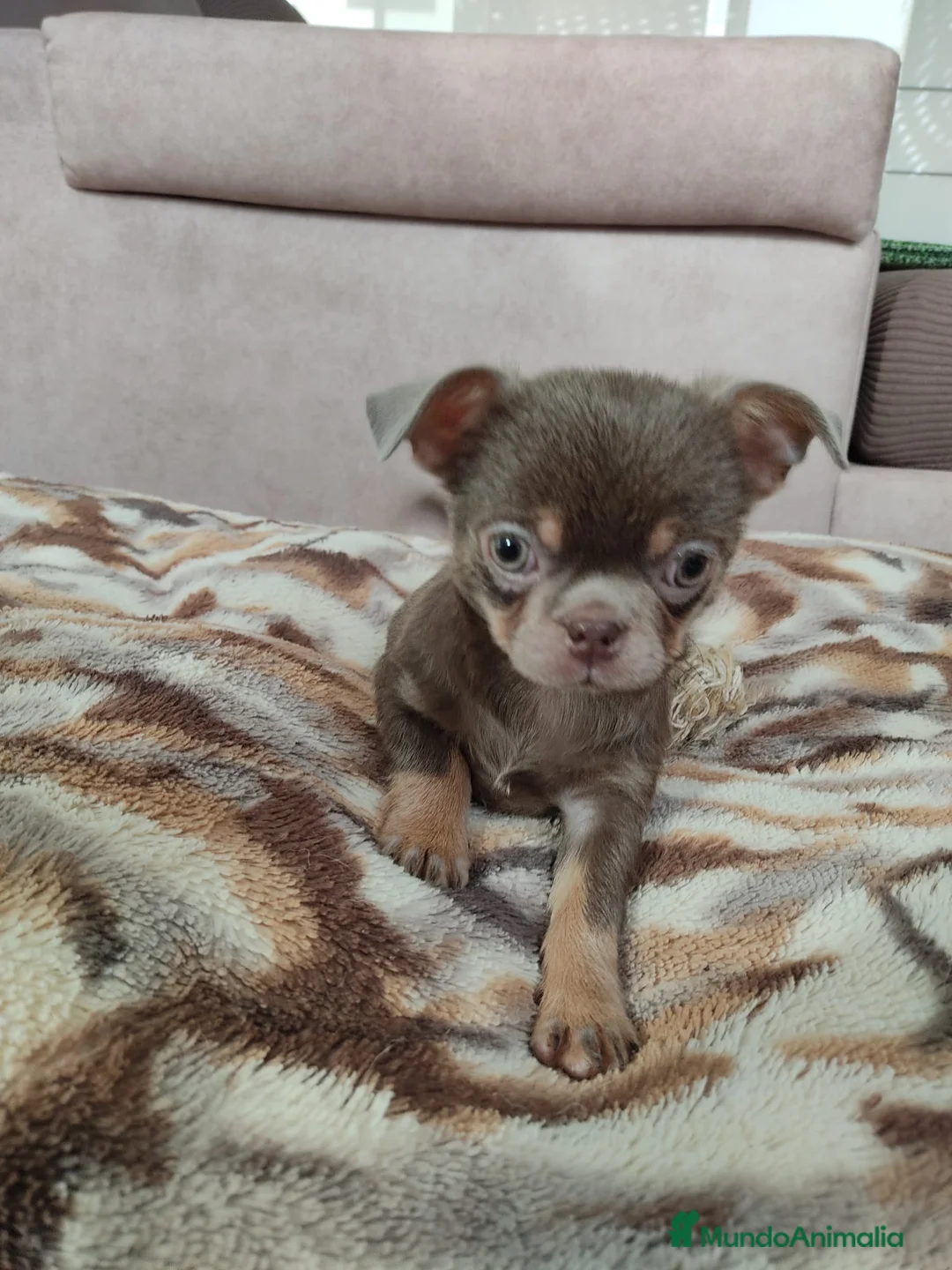 Chihuahua perros en venta: Chihuahua línea rusa - Anuncio 2