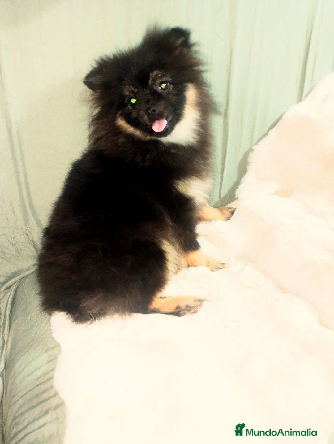 Pomerania perros en venta: Dos pomerania hembras - Anuncio 2