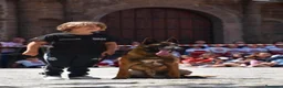 Pastor Belga Malinois perros en venta: Malinois línea de trabajo . en Madrid - Anuncio 2